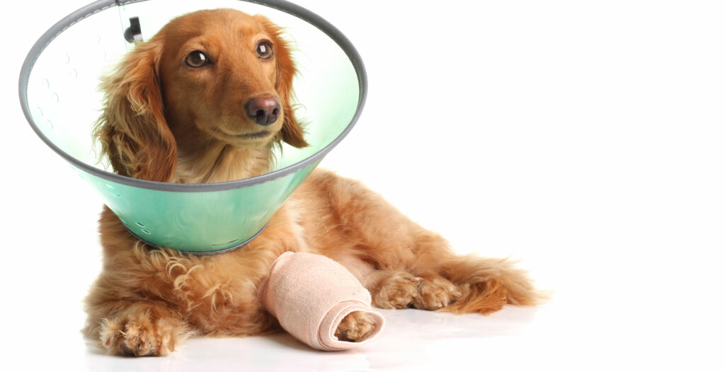 brown dog with a cream arm cast and green neck cone