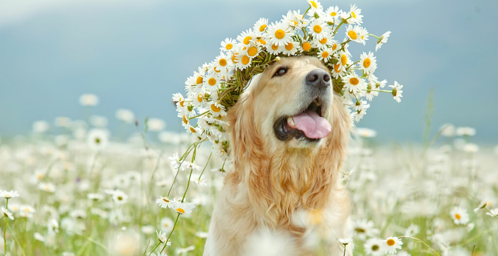 golden retriever do in a field of daisies with a daisy floral crown