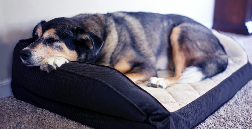 black and brown dog laying with its head on the side of a pet bed