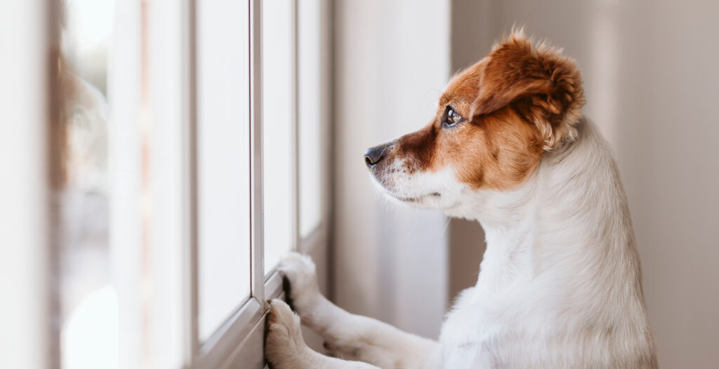 jack russell breed dog staring out a window