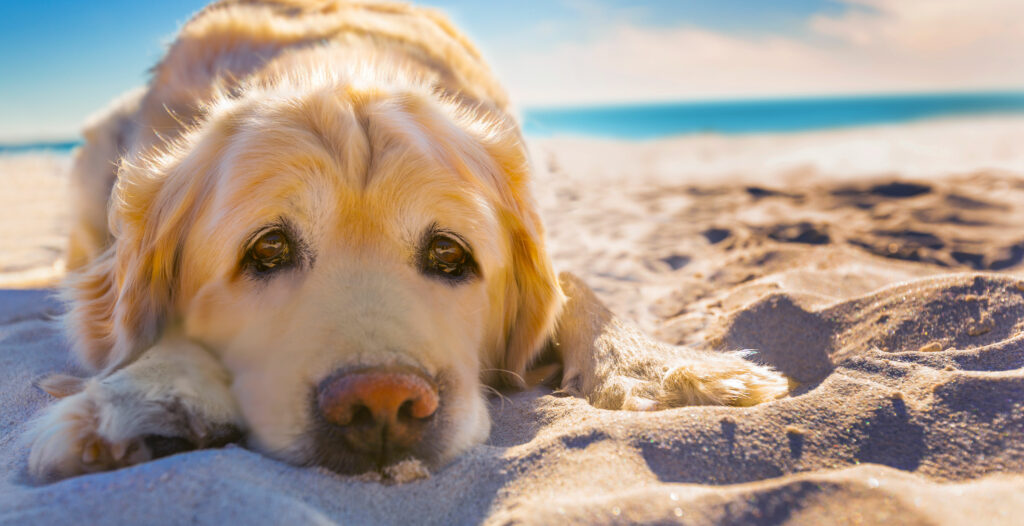 golden retriever laying in beach sand