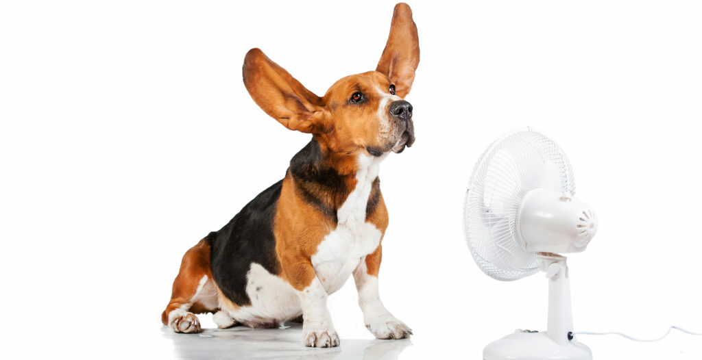 basset dog breed enjoying cool air blown from a white fan