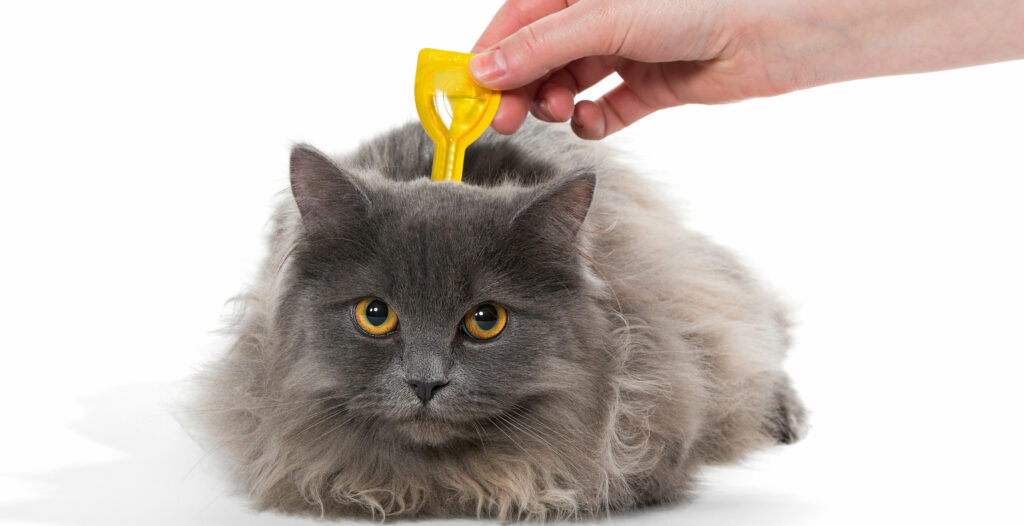 grey long haired cat receiving a spot on tick and flea treatment