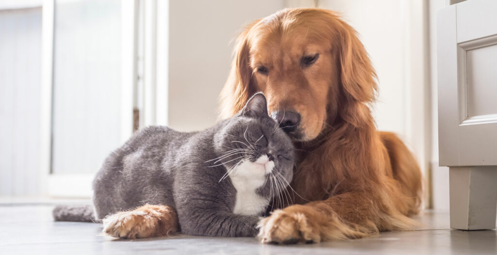 grey and white cats lovingly budding heads with a brown dog