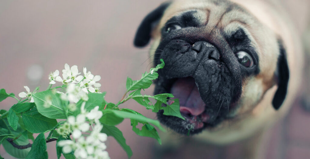 brown and cream pug opening its mouth to attempt to eat a plant
