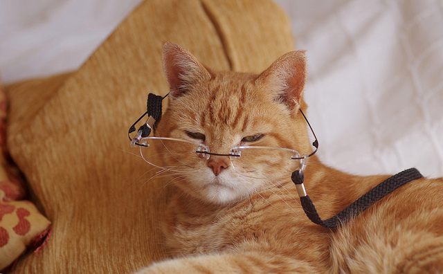 Ginger cat with glasses on bed for the article on the 8 most common problems in senior cats