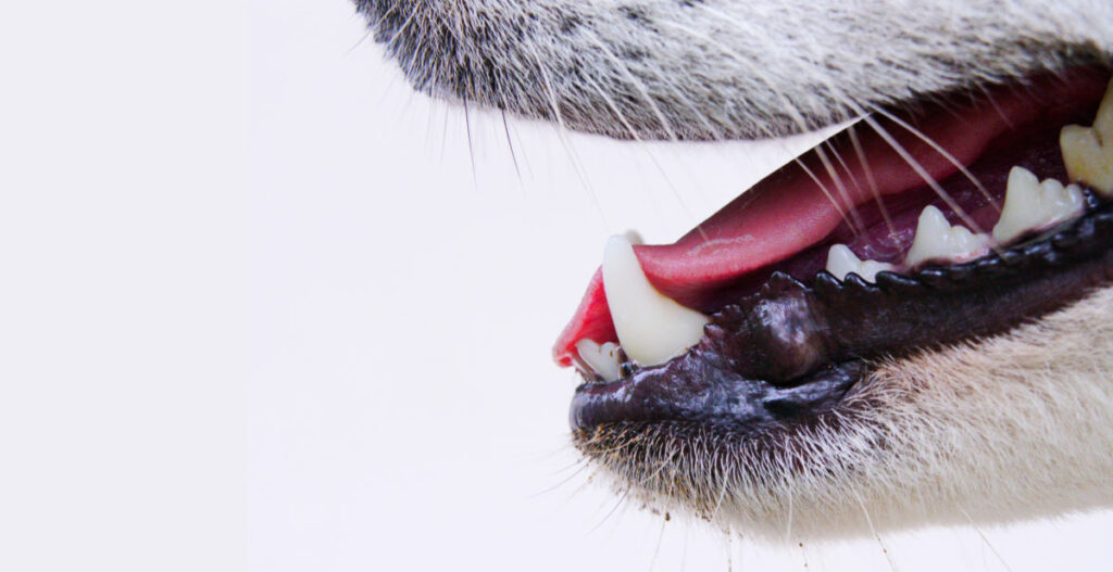 top right corner of image shows a dog's open mouth from the side