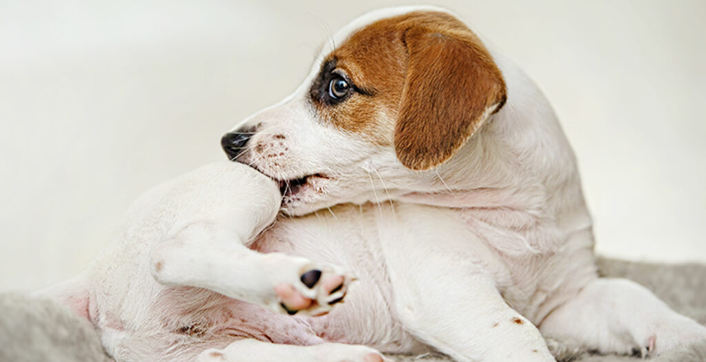 white and brown puppy nibbling on his itchy skin