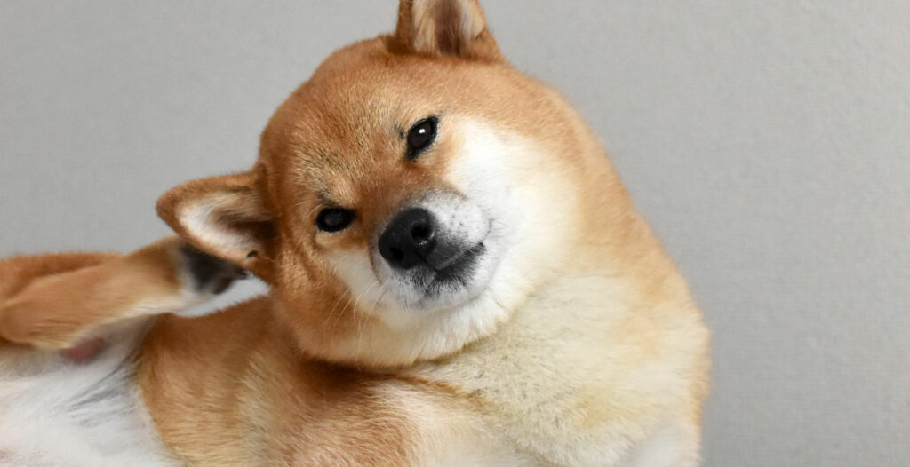 white and brown dog scratching behind his ear with his paw