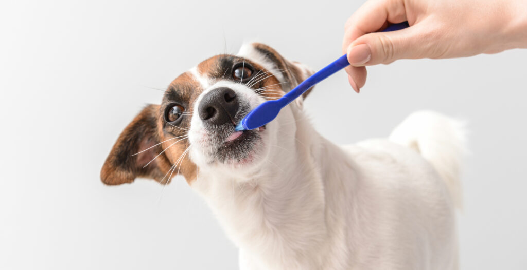 small breed brown and white dog whose teeth is being brushed with a blue toothbrush