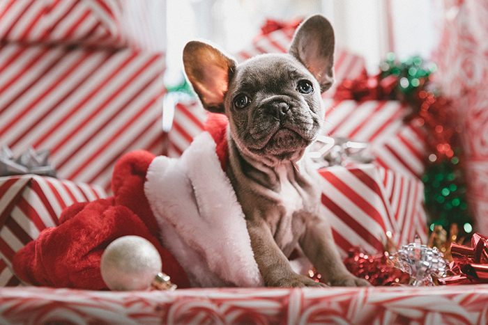 Finally, that exhilarating holiday with your pets is approaching. Here are some super tips to help spruce up the fun and make the most of the season.