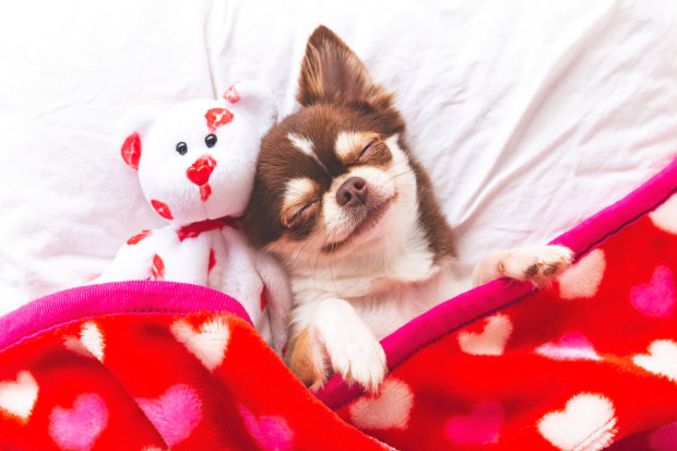 A tiny two-toned Chihuahua sleeping in a bed next to a white teddy, and under a blanket with hearts for the article how to spoil your dog this Valentine's Day.