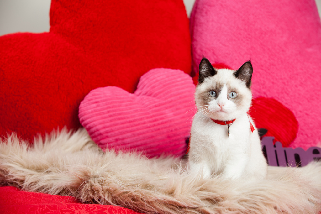 beige cat looking at camera sitting on heart shaped pillow for the article 5 ways to spoil your cat this Valentines Day.
