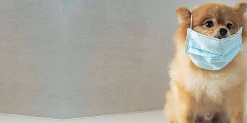 pets and the coronavirus