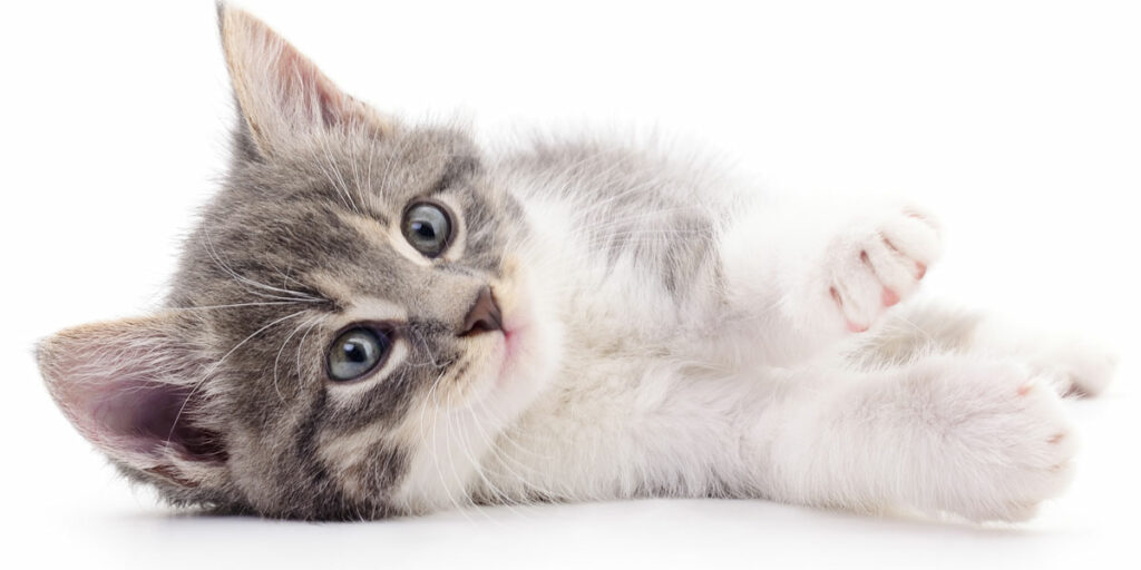 all-you-need-for-a-new-kitten