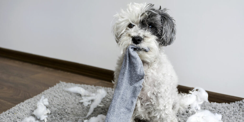 why does my dog get anxious when left alone