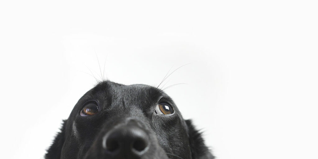 does my dog suffer from separation distress