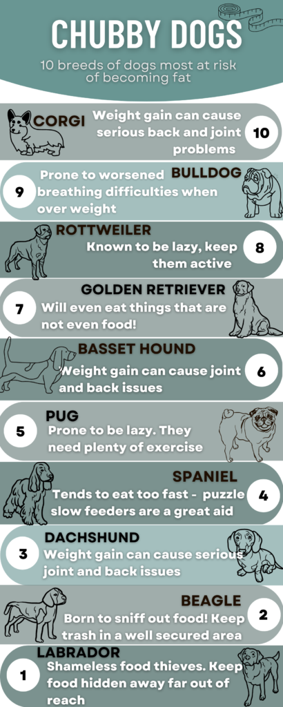 Top 10 Chubby dogs 