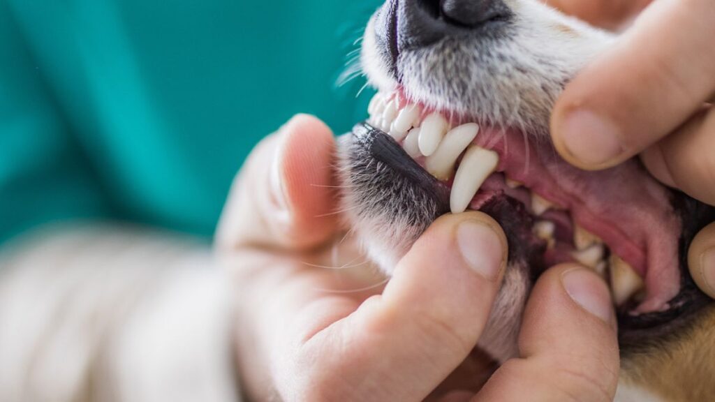 Vet pulling back dog's lips to see teeth