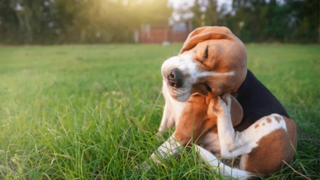 Beagle dog sitting on the grass scratching his ear.