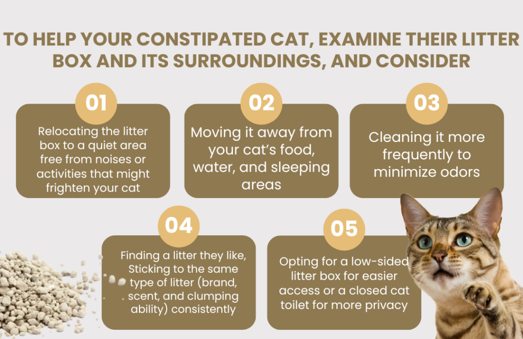 examine your cats litter box and surroundings by making small changes