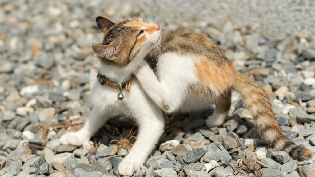 cat-scratching-tick -flea