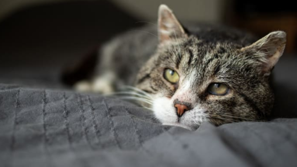 Tabby and white cat lying on a grey blanket