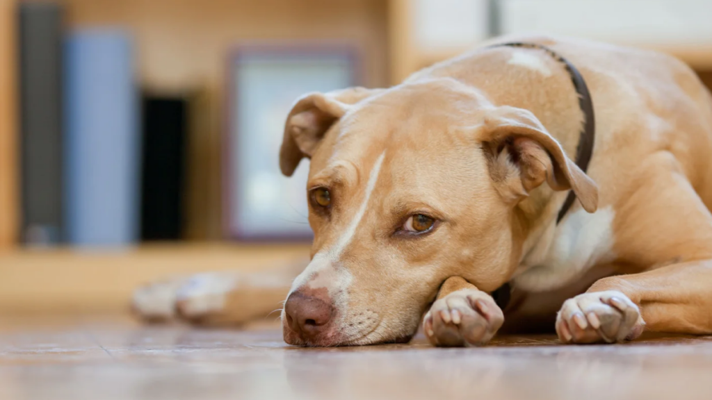 Sad looking brown and white dog lying on the floor