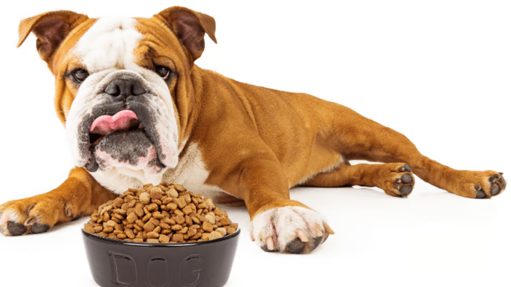 Bulldog lying next to a bowl full of dog food