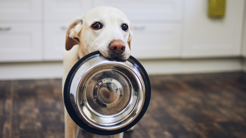 dog-empty-food-bowl-elimination-food-trial