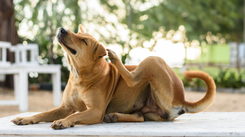 dog-scratching-tick-and-flea