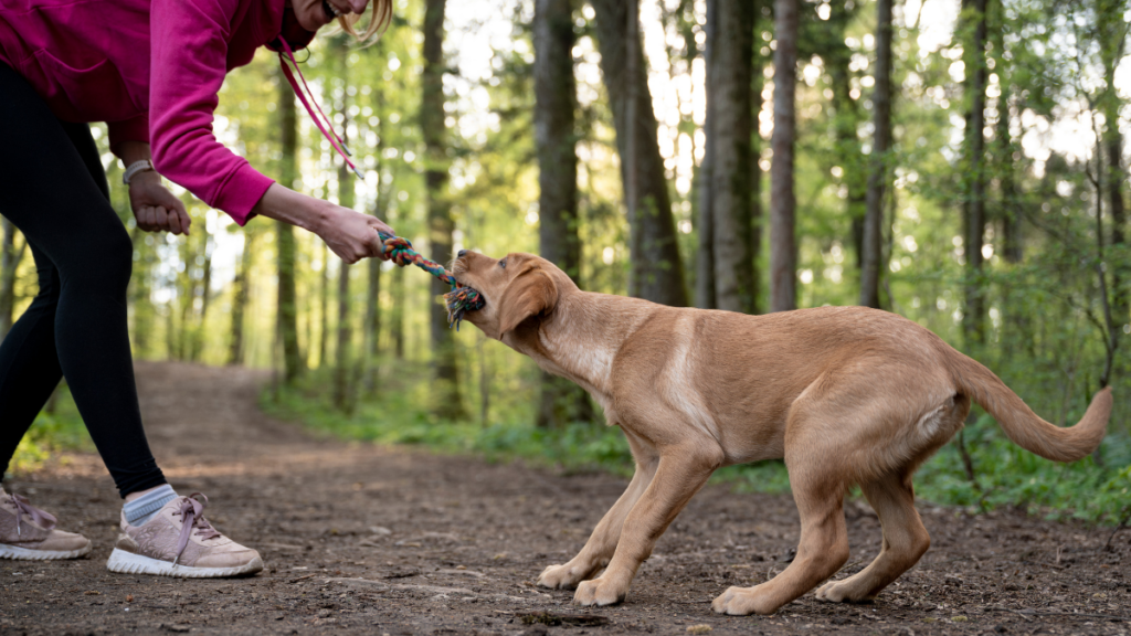pet-enrichment-mental-physical-health