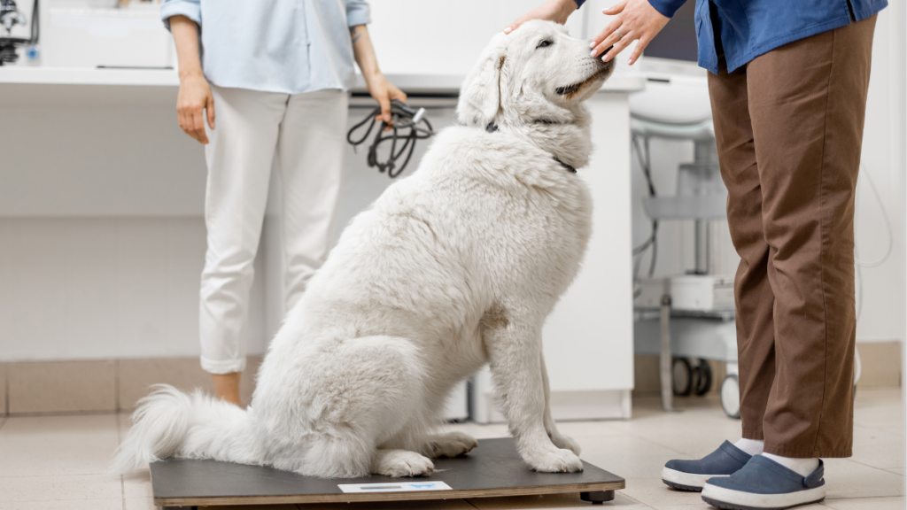 is-my-pet-fat? image of dog on scale